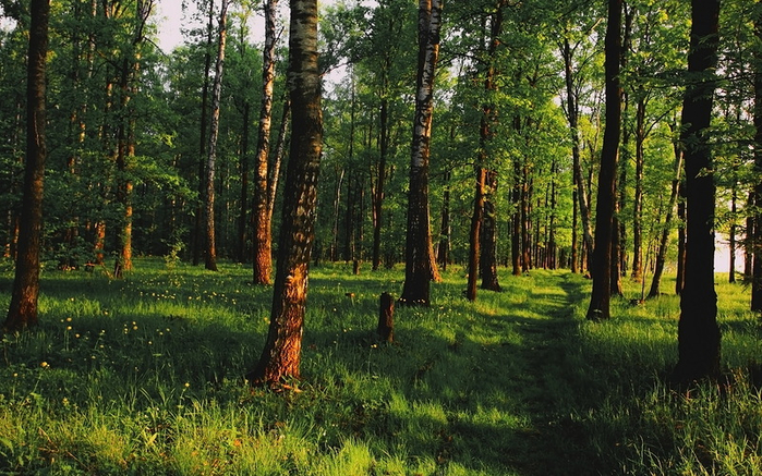 лес 20 (700x437, 475Kb)