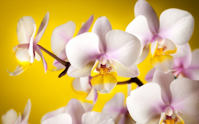 Orchids_03 (700x437, 70Kb)