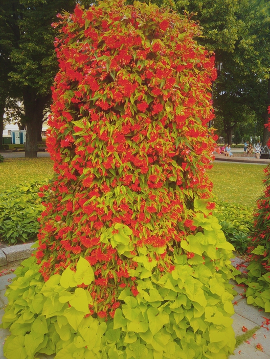 1932352_20140813_07_15_43_1 (528x700, 388Kb)