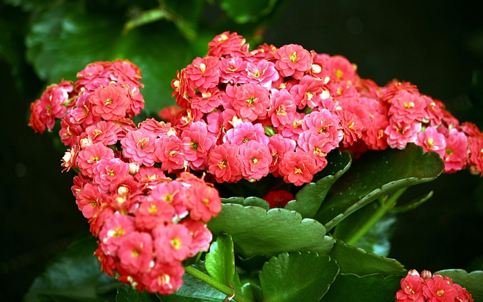 4883260_kartinki24_flowers_0086 (700x437, 262Kb)