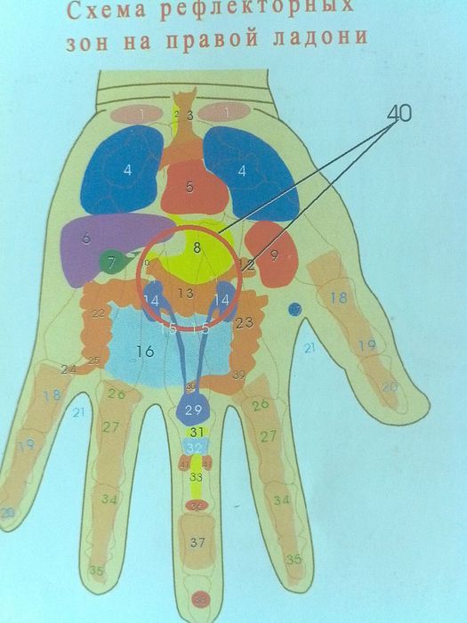 Проекция внутренних органов. Проекция органов на ладони. Зоны внутренних органов на ладони. Проекция органов на правой ладони. Проекция органов на левой ладони.