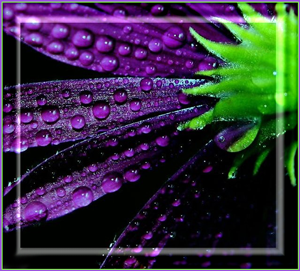 purpleflower0007821vipics (300x271, 141Kb)