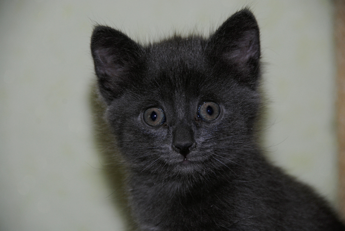DSC_2351 (700x468, 288Kb)