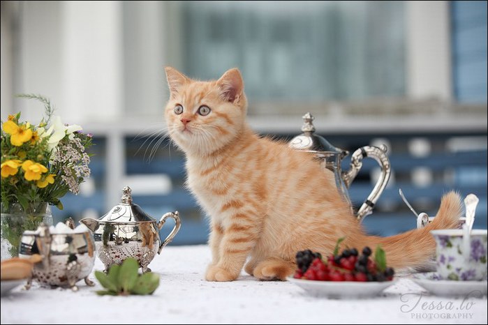 http://img1.liveinternet.ru/images/attach/c/11/115/845/115845199_5145824_979_postive_kitten_tea_1.jpg