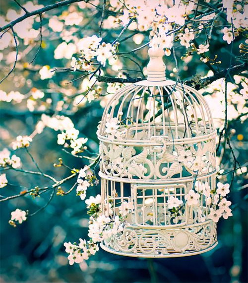 flowers-in-bird-cages-ideas1-2-4 (500x570, 391Kb)