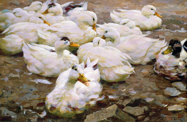 Ducks-on-a-pond-xx-Alexander-Koester (600x392, 223Kb)