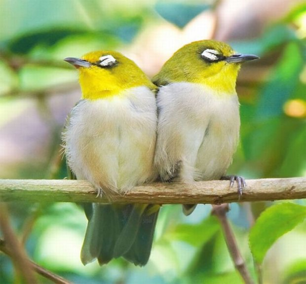 http://img1.liveinternet.ru/images/attach/c/11/116/135/116135985_1277896412_1277731639_beautiful_bird_photos_30.jpg