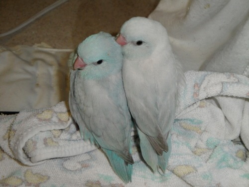tumblr_ltj90kMTu91r551ato1_500 (500x375, 162Kb)