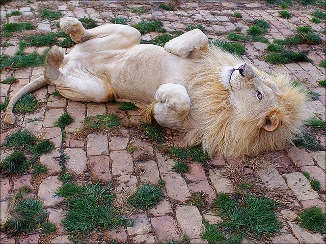 tumblr_n54wd4XVCn1qh66wqo9_1280 (640x480, 436Kb)