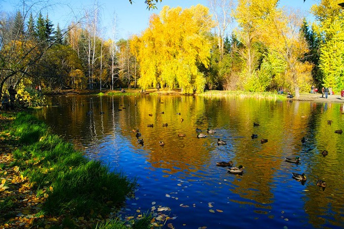 Водоемы осенью. Жуковский Лесное озеро Золотая осень. Осень водоем. Золотая осень на пруду. Осенний лес и озеро с утками.