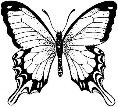 Трафареты бабочка с узорами (47 фото)