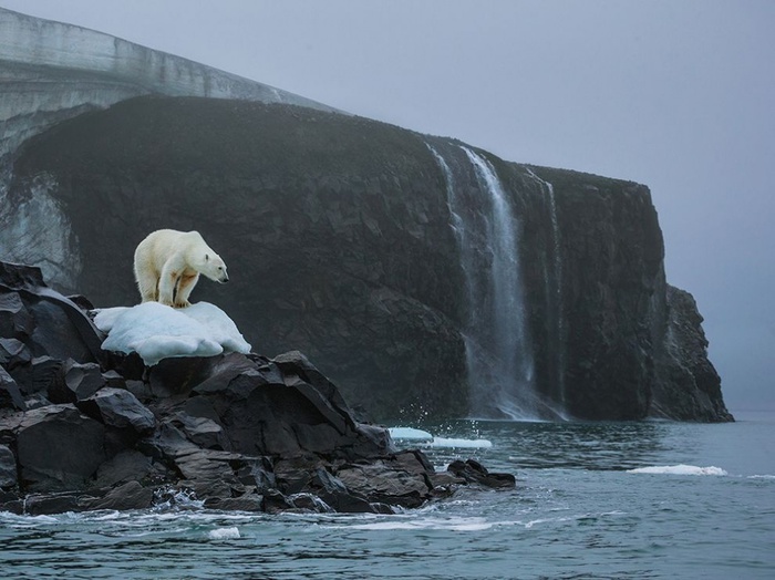 8269810-R3L8T8D-1000-polar-bear-rudolf-russia_82056_990x742 (900x724, 115Kb)