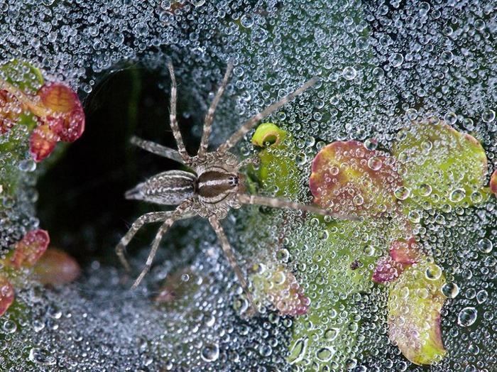 8270860-R3L8T8D-1000-spider-dew-macro-dallas_82437_990x742 (900x724, 239Kb)