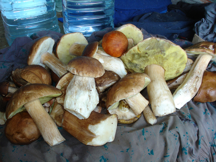 DSC01607 (700x525, 542Kb)