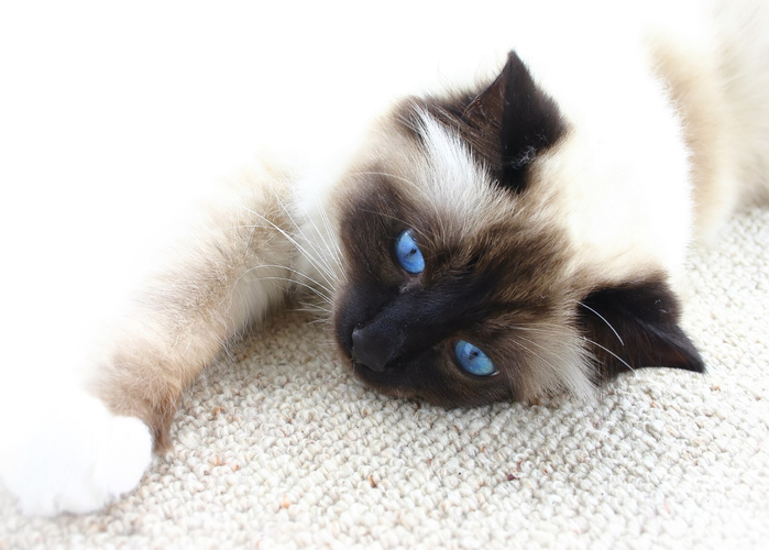 bigstock-Burman-Cat-With-Blue-Eyes-On-W-2253018 (700x500, 258Kb)