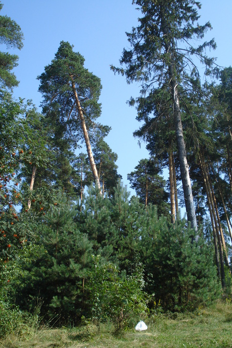 DSC08050 (466x700, 210Kb)