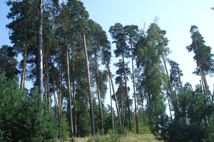 DSC08052 (700x466, 232Kb)