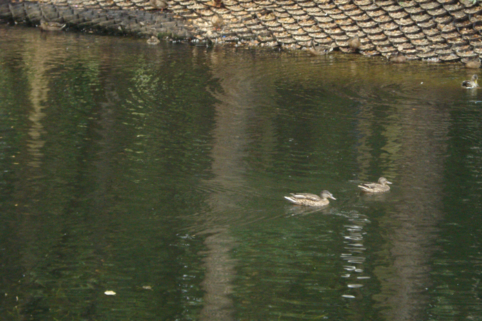 DSC08192 (700x466, 513Kb)