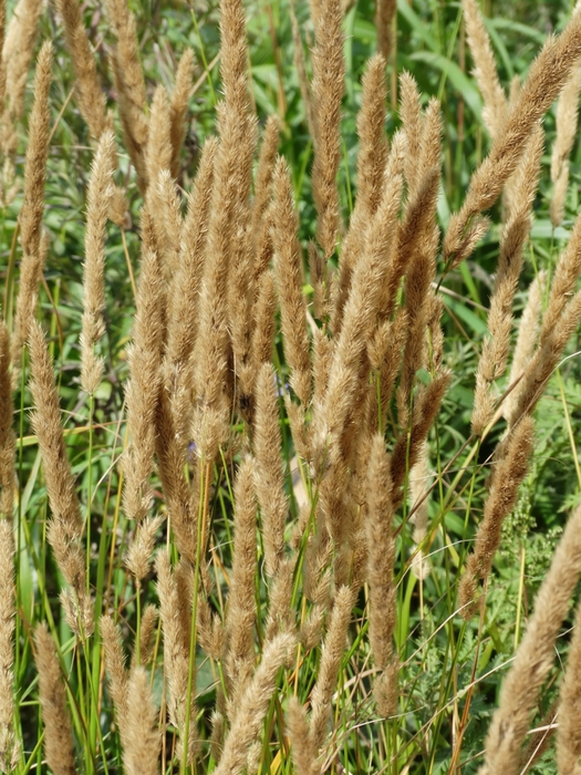 5559494_DSC05673 (525x700, 355Kb)