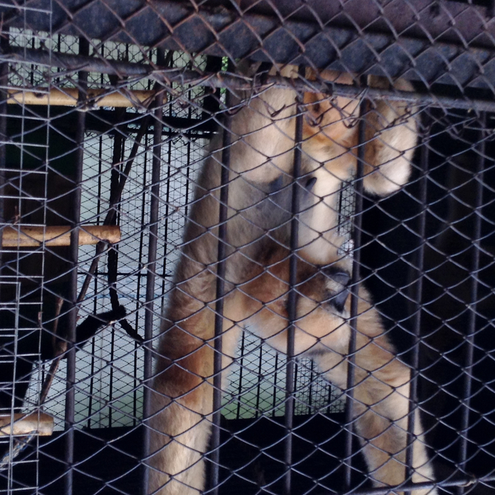 IMG_0909 (700x700, 582Kb)