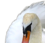  _Swan (1) (700x681, 394Kb)