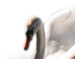  _Swan (5) (700x548, 236Kb)