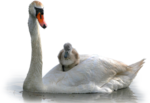  _Swan (7) (700x481, 311Kb)