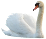  _Swan (9) (500x419, 218Kb)
