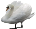  _Swan (17) (500x411, 206Kb)