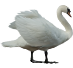  _Swan (19) (500x471, 167Kb)