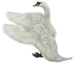  _Swan (21) (500x433, 210Kb)