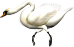  _Swan (34) (700x445, 185Kb)