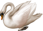  _Swan (36) (700x514, 316Kb)