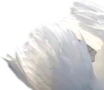  _Swan (39) (700x608, 302Kb)