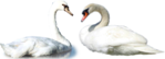  _Swan (41) (700x253, 161Kb)