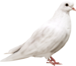  Dove (4) (500x435, 119Kb)