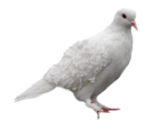  Dove (6) (500x409, 99Kb)