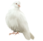  Dove (8) (500x472, 116Kb)