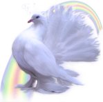  Dove (18) (500x495, 369Kb)