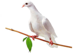  Dove (27) (500x359, 122Kb)