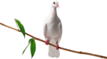  Dove (29) (500x277, 83Kb)