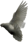  Dove (31) (469x700, 236Kb)