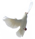  Dove (33) (468x511, 185Kb)