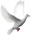  Dove (41) (407x481, 150Kb)