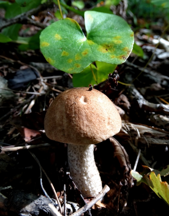 5559494_DSC06837 (550x700, 259Kb)