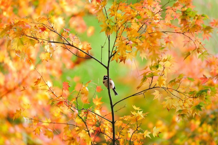 beautiful_autumn2 (700x466, 264Kb)