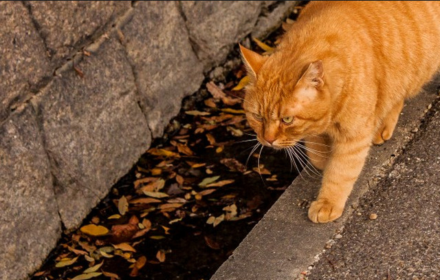 Курящий кот картинка