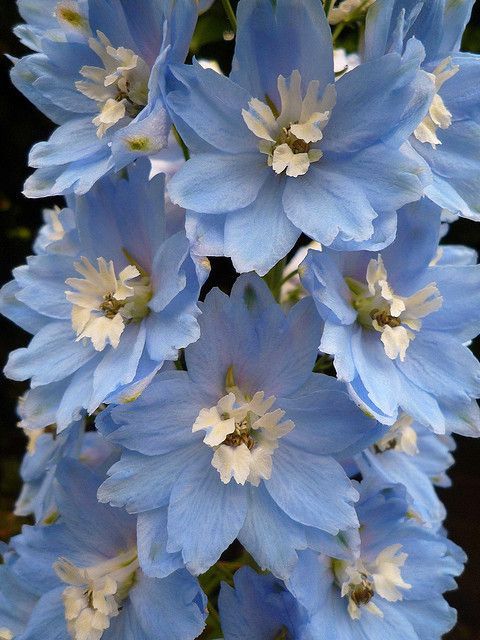 3623822_Delphinium_Bella_Donna_via_zsazsa (480x640, 62Kb)