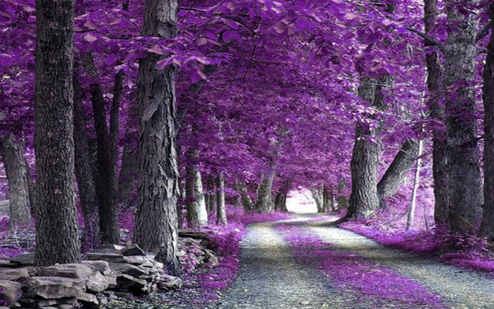 633774__the-purple-forest_p (700x437, 110Kb)