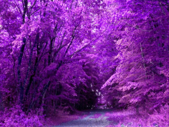 363464__purple-forest_p (700x525, 114Kb)